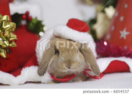 兔子的聖誕節 6854537