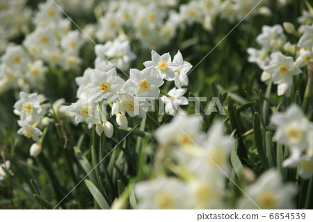 水仙 水仙 6854539