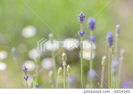 薰衣草 6854540