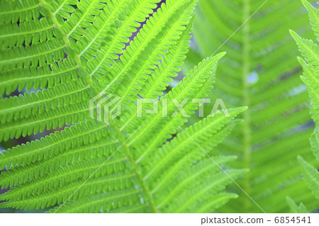 特寫蕨葉 6854541