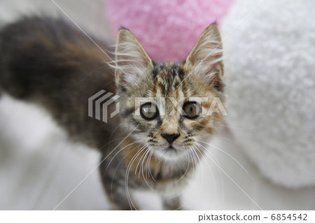 放鬆在沙發的小貓 6854542