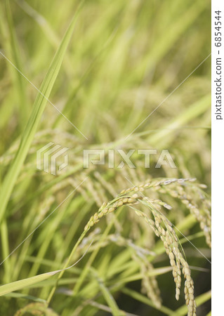 碩果累累的穗飯 碩果累累的穗飯 6854544