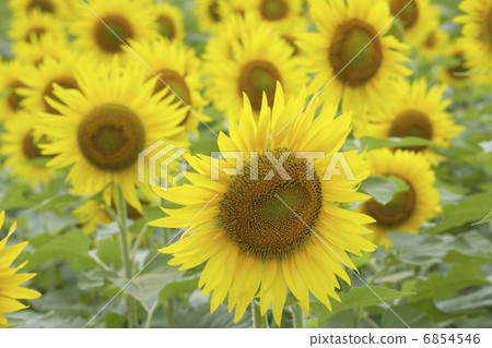 一邊的向日葵領域 6854546