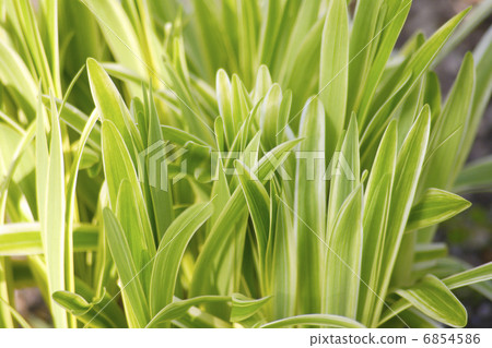 Natural garden Yaburan of homework 6854586