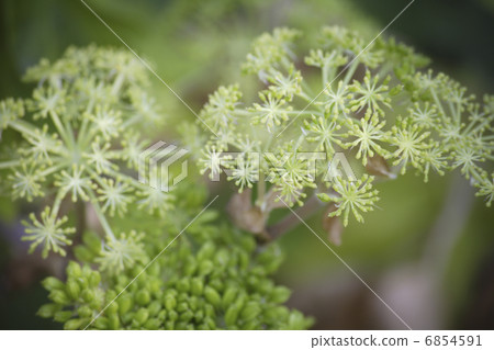 花花的芽 6854591