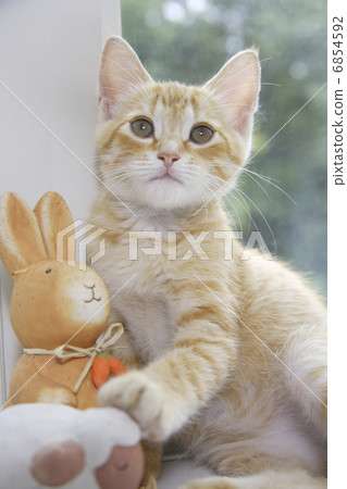 坐在窗口邊擺在的小貓 6854592