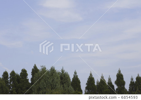 藍天和雪松 6854593