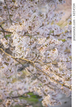 櫻桃樹 櫻桃樹 6854594