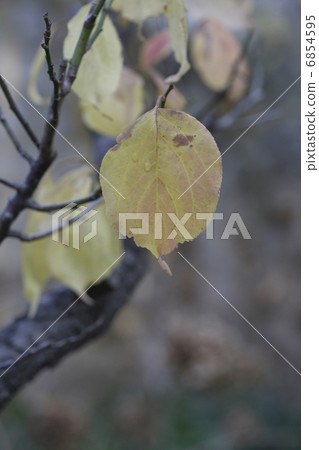 枯葉 6854595