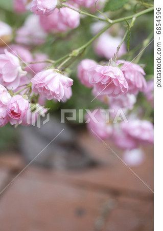 容器園藝玫瑰 6854596