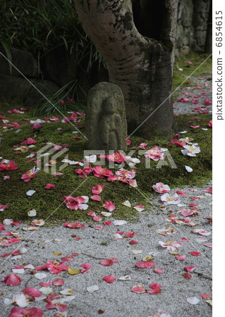 Goshiki Camellia Goshiki Camellia 6854615