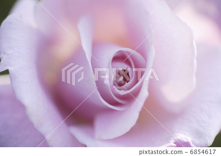 粉紅色的玫瑰花 6854617