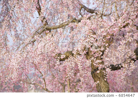 死棕色櫻桃樹 6854647