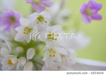 小花Allem和Oxalis花束 6854648