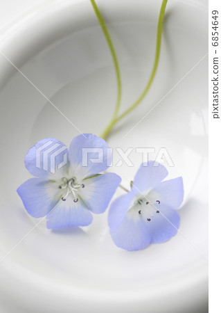 藍色nemophila 6854649