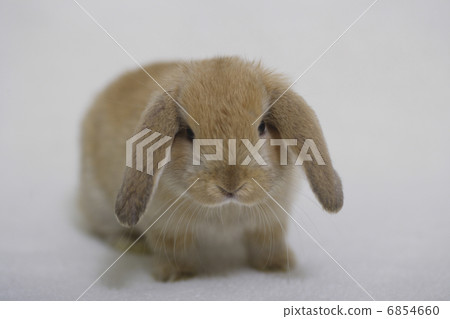 Rop Year Rabbit 6854660