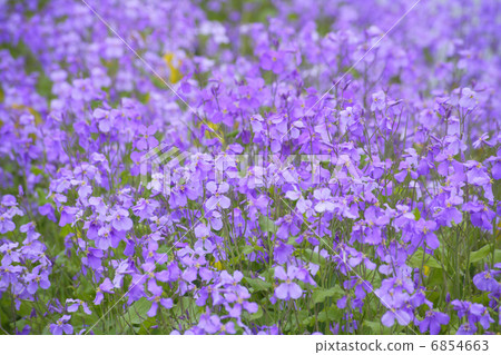 Murasakihanana blooming all over Murasakihanana blooming all over 6854663