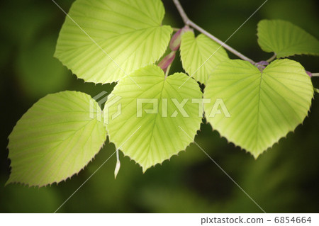 Tsamizuki in the forest of sunflower leaves Tsamizuki in the forest of sunflower leaves 6854664
