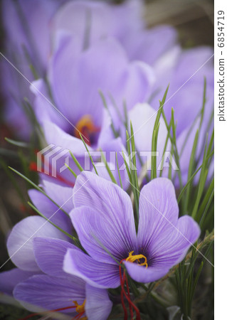Saffron flowers in full bloom Saffron flowers in full bloom 6854719