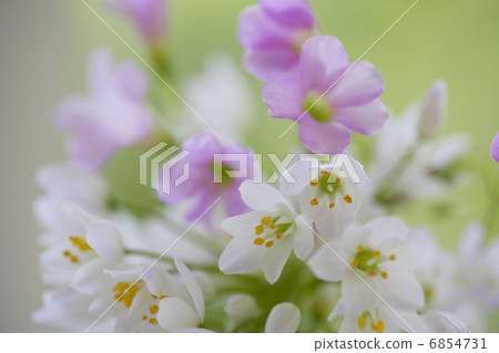 Small Flower Allem and Oxalis Bouquet Small Flower Allem and Oxalis Bouquet 6854731