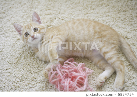 Kitty naughty with wool Kitty naughty with wool 6854734