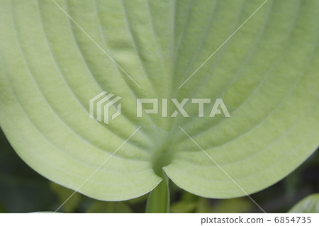 Giboshi的葉子 6854735