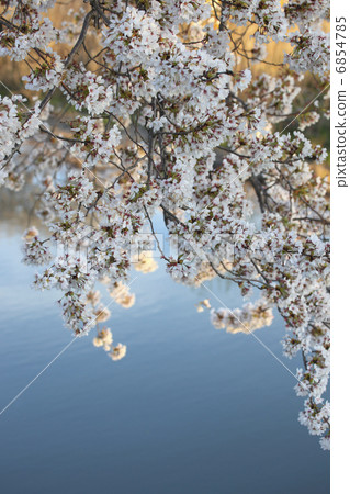櫻花和河流 6854785