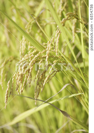 碩果累累的穗飯 碩果累累的穗飯 6854786
