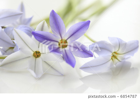 春天紫色花Hananyla 春天紫色花Hananyla 6854787