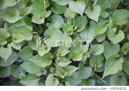 Hokudami of Herb Garden 6854828