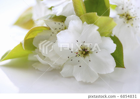 透明白色花瓣的梨花 6854831