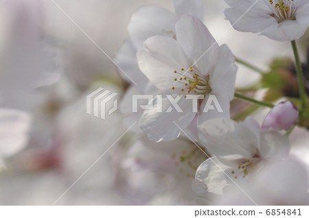 櫻花 櫻花 6854841