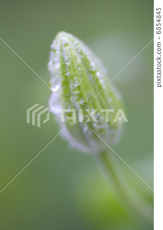 Breath of clematis after rain Breath of clematis after rain 6854845