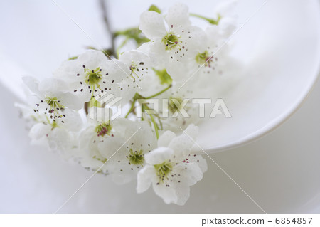 白梨花 6854857