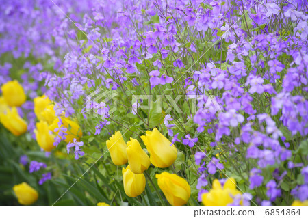 Murasakihanana到處都是盛開的 6854864