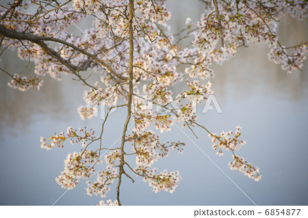 櫻花出現在水面上 6854877