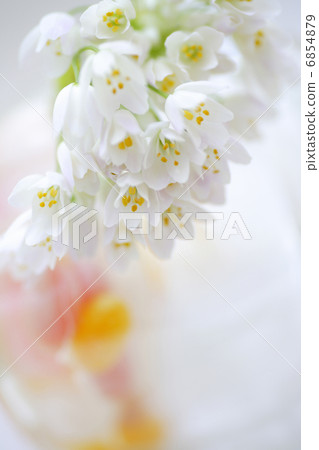 小白花胡同花束 6854879