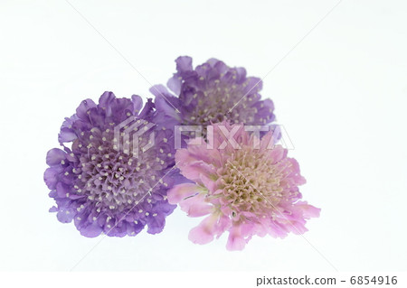 Feng Shui and pink pine needle grass Feng Shui and pink pine needle grass 6854916