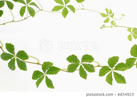 Pursenosissus'Sugarbain'藤蔓草的框架 6854923