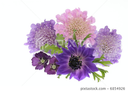 紫色銀蓮花屬，筍和nemophila花束 6854926