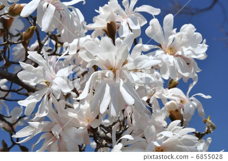 Kobushi in full bloom 6855028