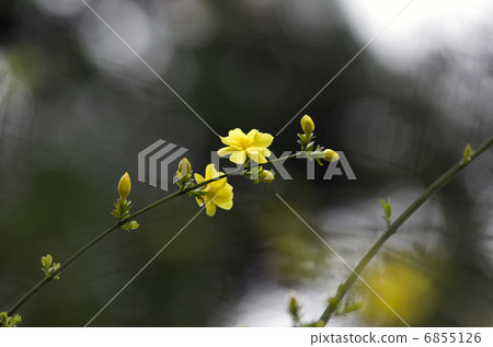 Winter jasmine 6855126