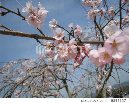 Sakura 2013 6855137