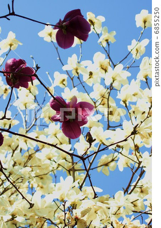 Spring material · Shimokuren of blue sky and Kobushi flower back · Vertical position Spring material · Shimokuren of blue sky and Kobushi flower back · Vertical position 6855250