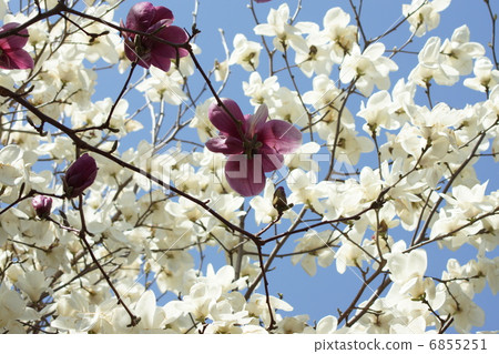 Spring material · Blue sky and Kobushi flower back sim clear · Horizontal position 6855251