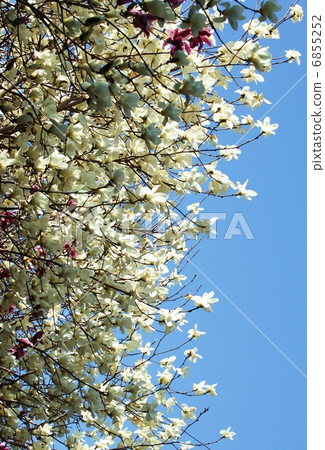 Spring Material · A lot of pure white spicy flowers in the blue sky · Vertical position blue sky back Spring Material · A lot of pure white spicy flowers in the blue sky · Vertical position blue sky back 6855252