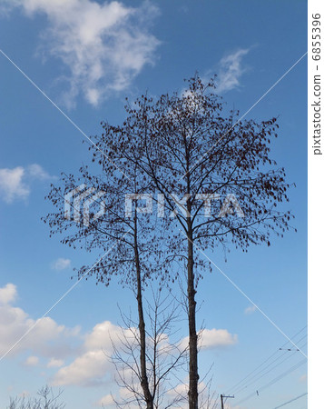 Broadleaf tree 6855396