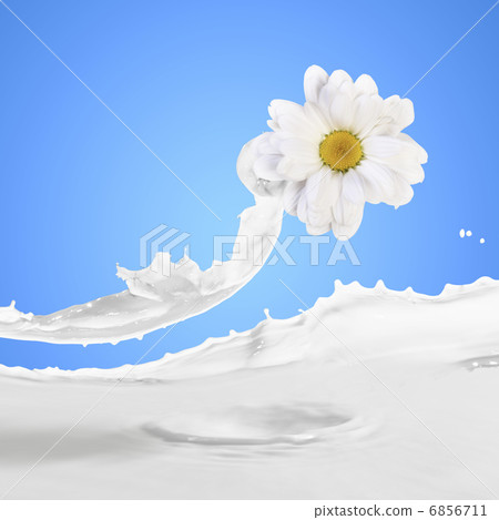 Image of milk splashes Image of milk splashes 6856711