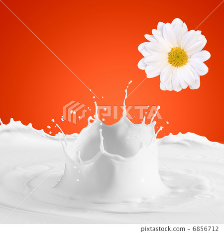 Image of milk splashes Image of milk splashes 6856712