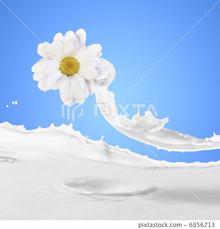 Image of milk splashes Image of milk splashes 6856713
